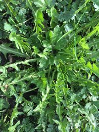 12 Health Reasons Dandelions Should Be Your Next Superfood preview