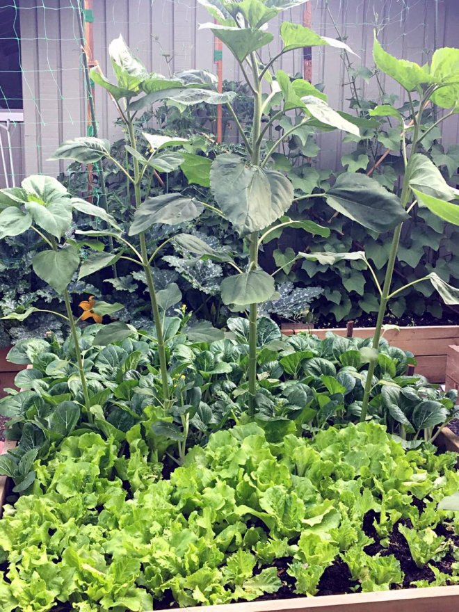 Improve Your Mental Health with Gardening This Summer Photo Credit: by @CANPharmacyKing