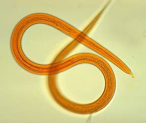 Round worms | Ivermectin for Pets: All You Need to Know Photo Credit: by whsbio09, flickr.com