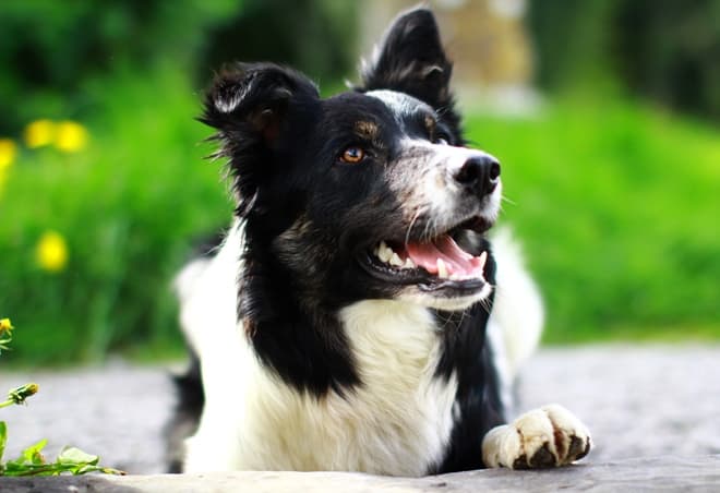 Ivermectin for Pets: All You Need to Know Photo Credit: by ger power, flickr.com