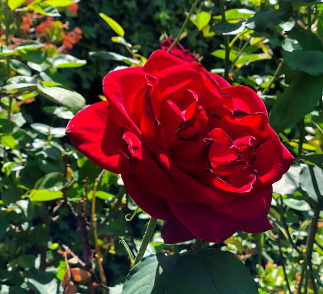 Photo Credit: Red Rose, by Carrie Borzillo